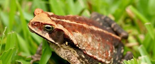 Crapaud jaune