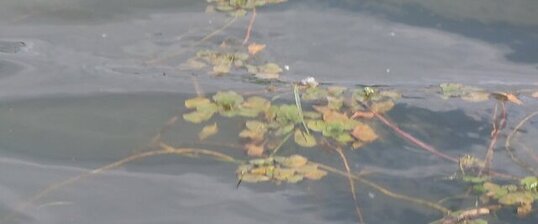 Petit nénuphar