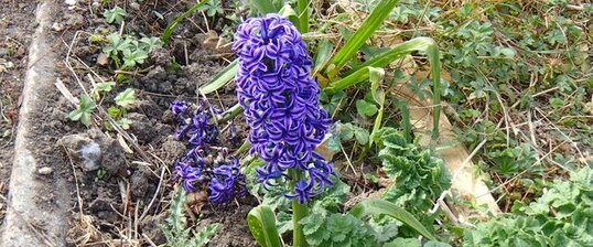Jacinthe