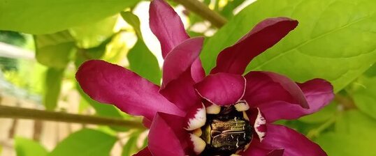 Cétoine doré, calycanthe