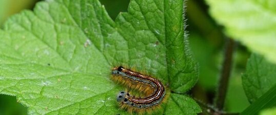 Le Bombyx à livrée