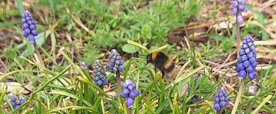 Bourdon dans des muscaris