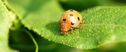Coccinelle de la Bryone