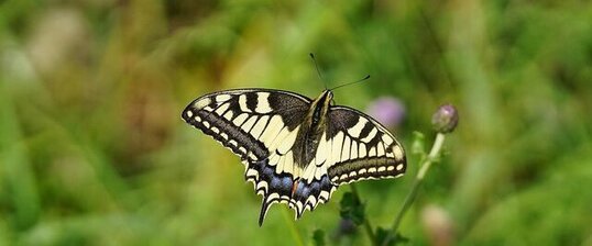 Machaon