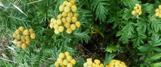 Tanaisie (tanacetum vulgare)