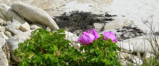 Rosier des chiens (rosa canina)