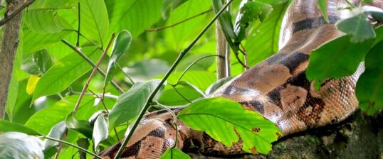 Serpent Boa constrictor