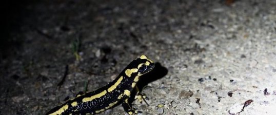 Salamandre tachetée