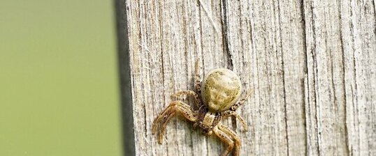 Xysticus cristatus ?