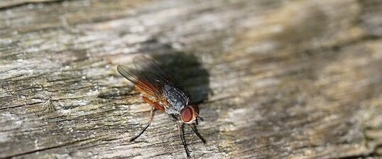 Diptère mystère