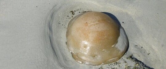 Poumon de la mer (Rhizostome)