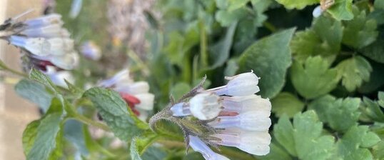 Quelle est cette fleur ?