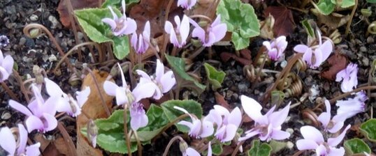 Cyclamen à feuilles de lierre