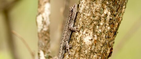 Lygodactylus klugei