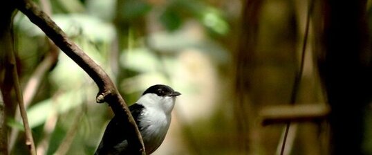 Manakin casse-noisette