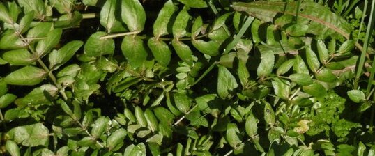 Cresson des fontaines (Nasturtium officinale)
