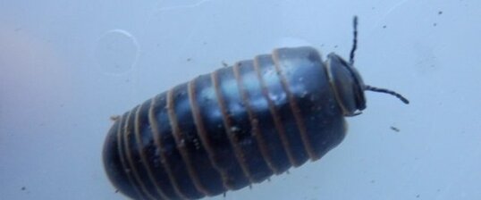 Diplopode (Glomeris annulata)