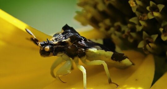 Punaise embusquée (Phymata americana)