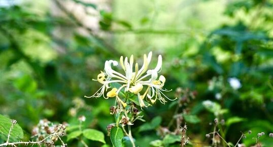 Chèvrefeuille des bois