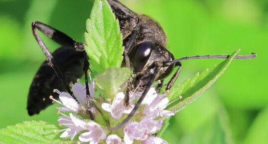 Grand sphex noir (Sphex pensylvanicus)