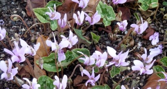 Cyclamen à feuilles de lierre