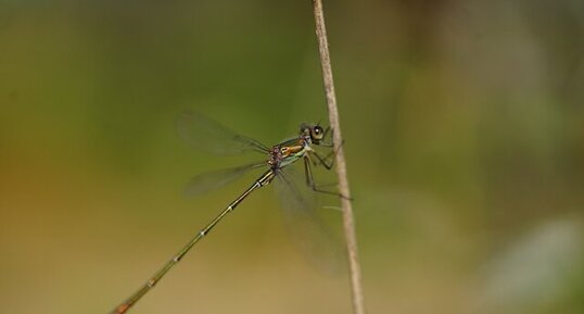 Leste vert