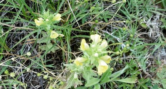 Bartsie ou eufragie visqueuse (parentucella viscosa)