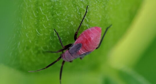 Punaise flamboyante (Lopidea instabilis) nymphe
