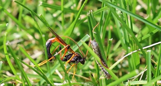 Therion circumflexum prête à injecter un oeuf dans une chenille hôte