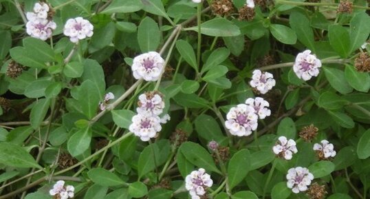 Phyla à fleurs nodales