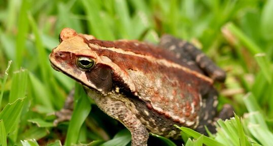 Crapaud jaune