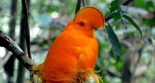 Coq-de-roche orange