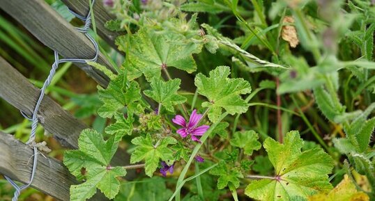 Mauve sylvestre