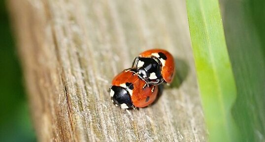 Coccinelle à 7 points