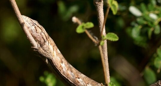 Lézard singe Polychrus acutirostris