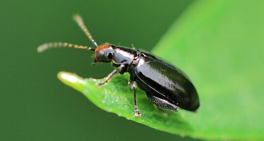Altiste à tête rouge (Systena frontalis)