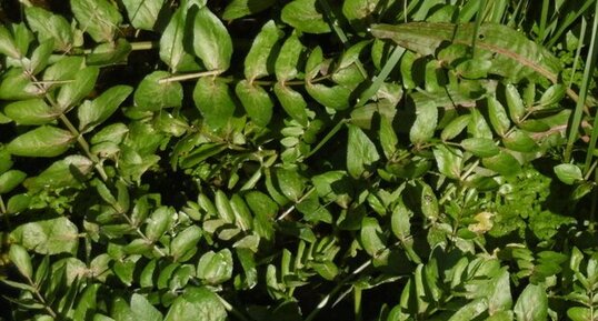 Cresson des fontaines (Nasturtium officinale)