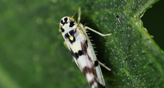 Eupteryx atropunctata