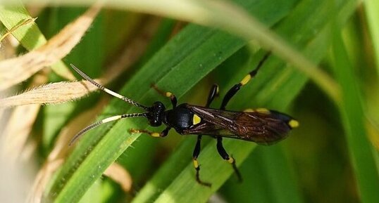 Ichneumon stramentor