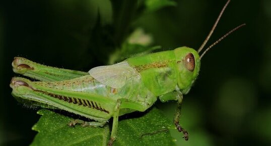 Criquet birayé (Melanoplus bivittatus)