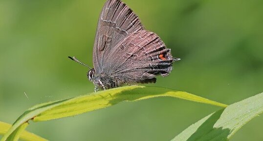 Porte-queue du chêne (Satyrium calanus)