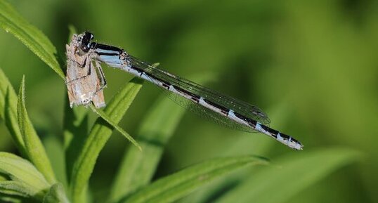 Libellule (Genus Enallagma) avec proie