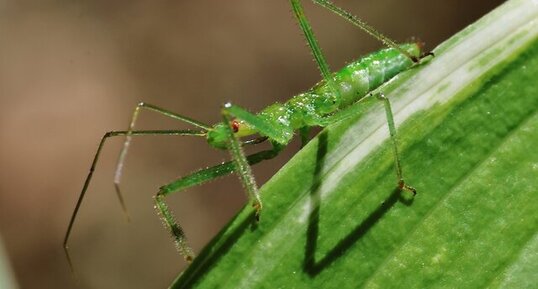 Punaise assassine ou réduve pâle (Zelus luridus)
