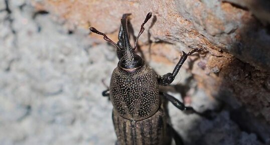 Charançon du pâturin (Sphenophorus parvulus)