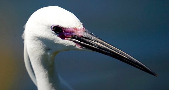 Aigrette garzette