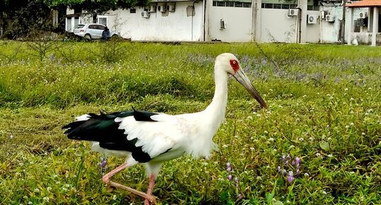 Cigogne maguari