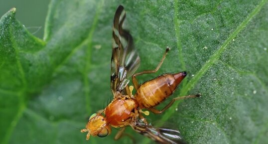 Mouche du tournesol (Strauzia longipennis)
