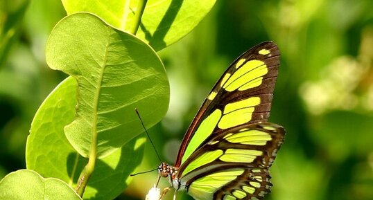 Papillon avec des ailes vertes