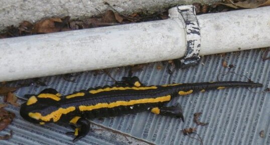 Salamandre tachetée (terrestris)