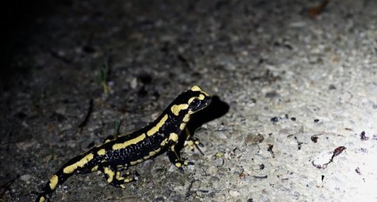Salamandre tachetée